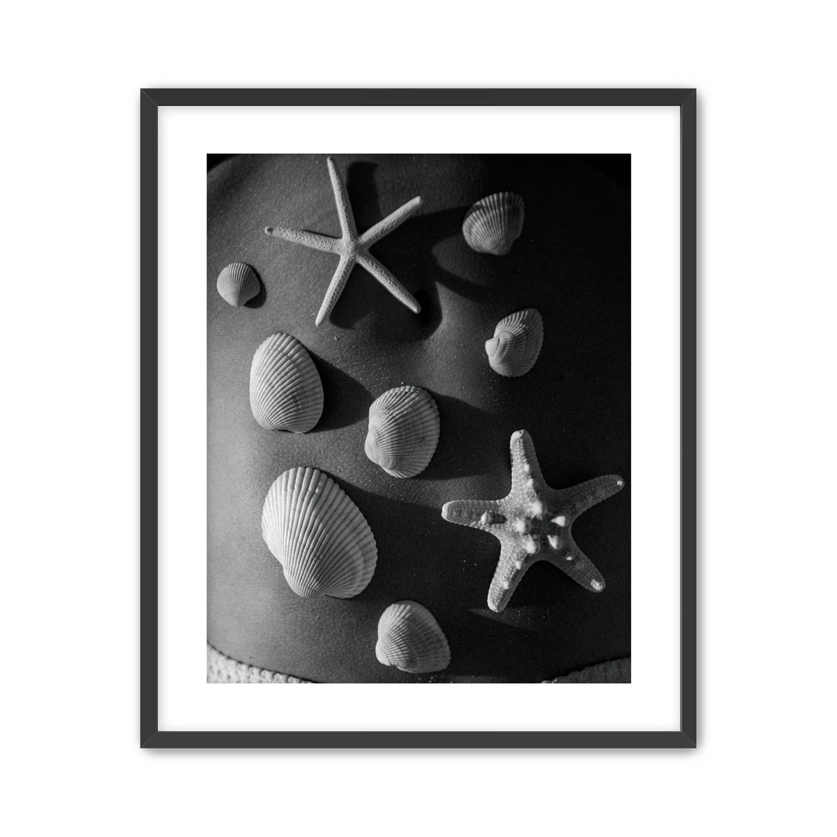 Shell Collector