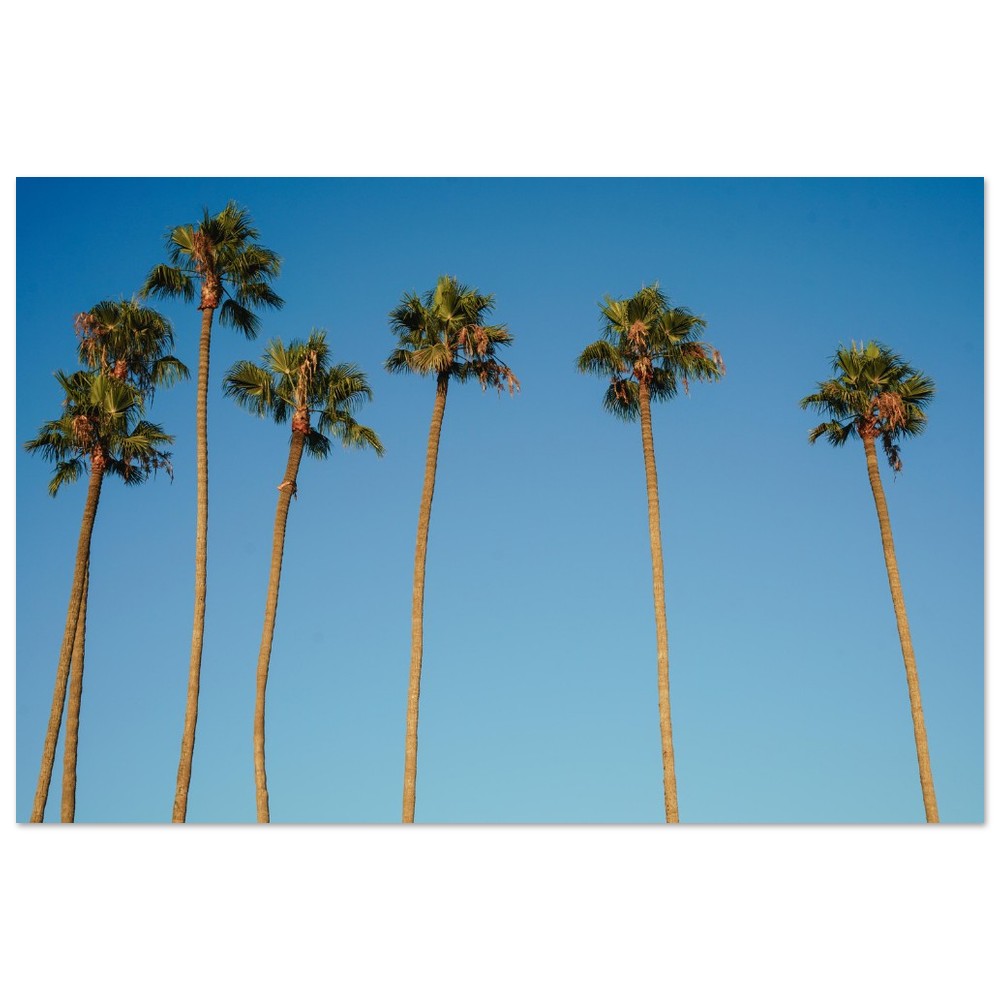 Palm Sway image 6