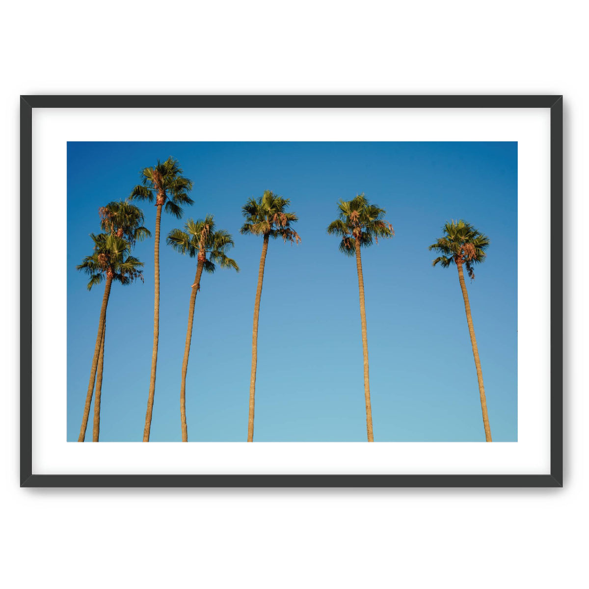 Palm Sway