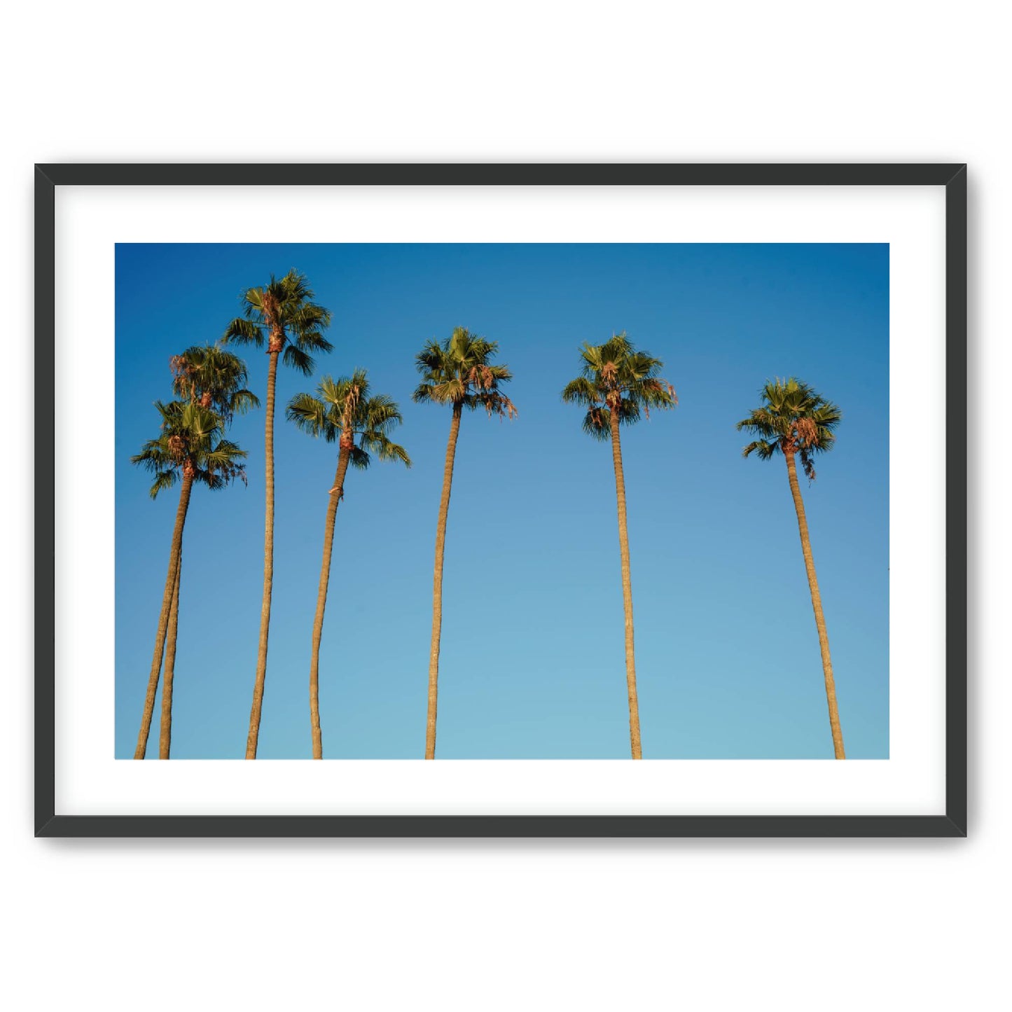 Palm Sway image 0