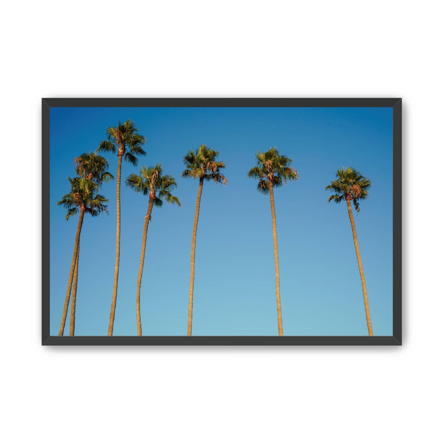 Palm Sway image 3