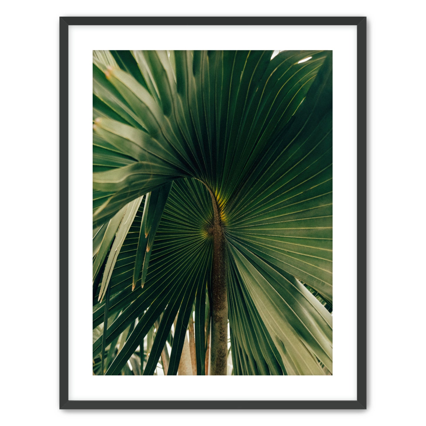 Corypha image 0