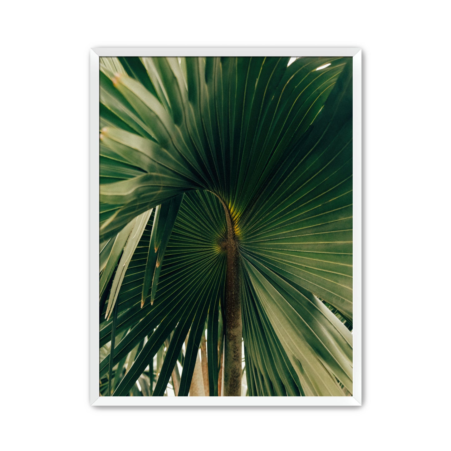Corypha image 4