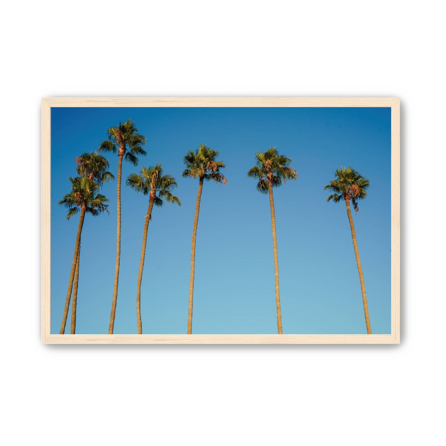 Palm Sway image 5