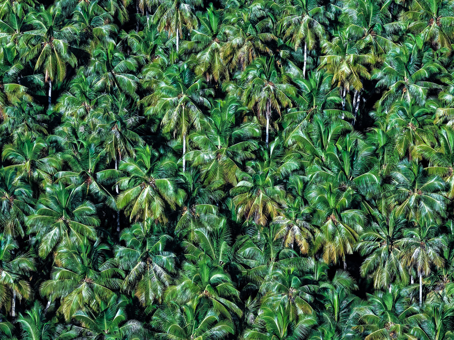 Canopy