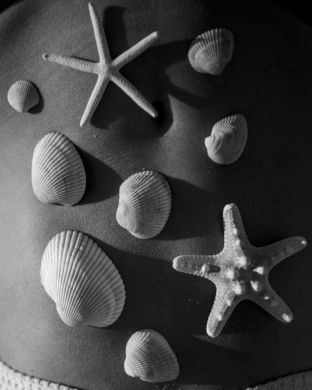 Shell Collector
