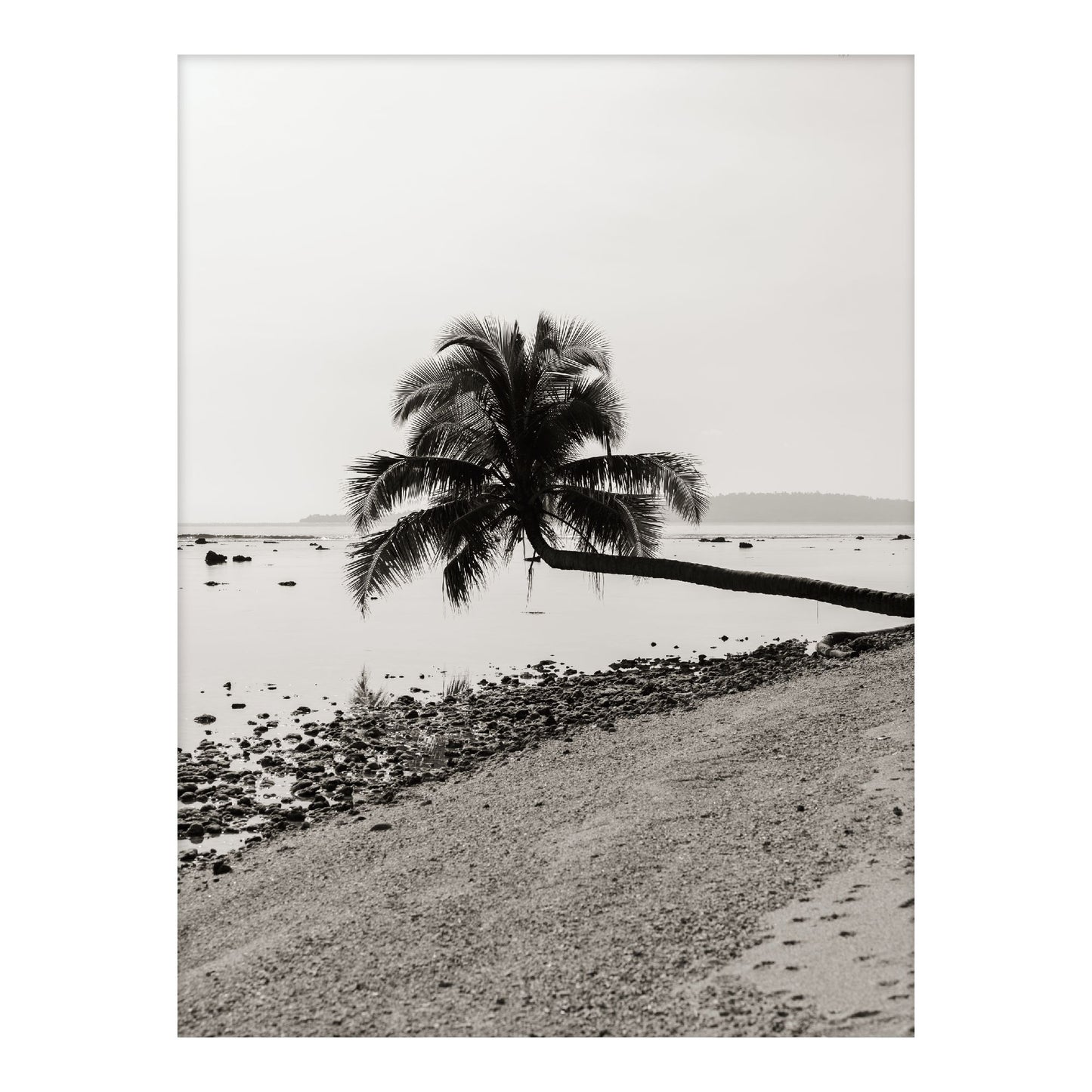 Fronds Above Water