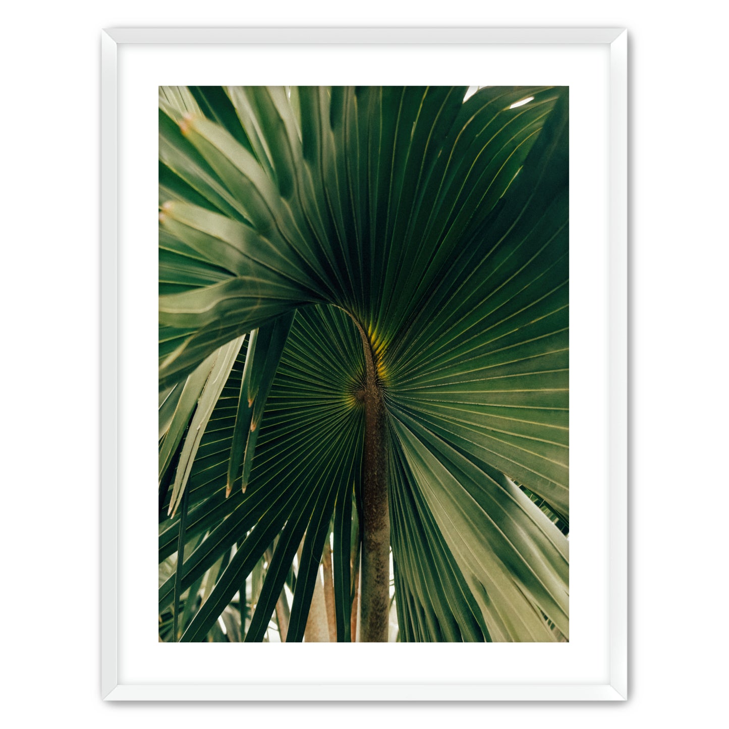 Corypha image 1