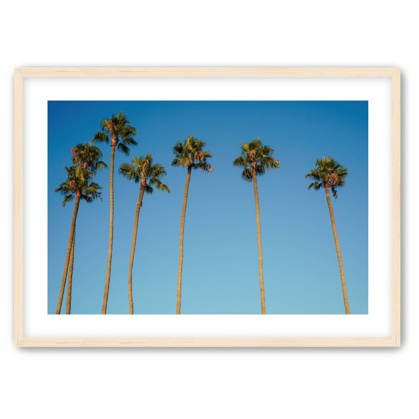 Palm Sway image 2