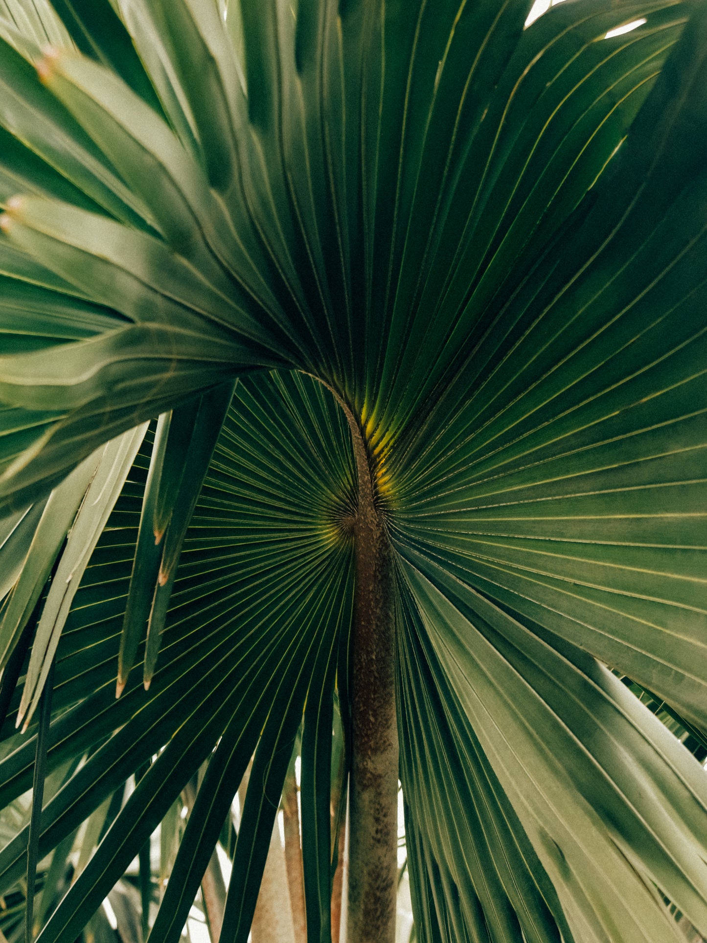 Corypha image 6