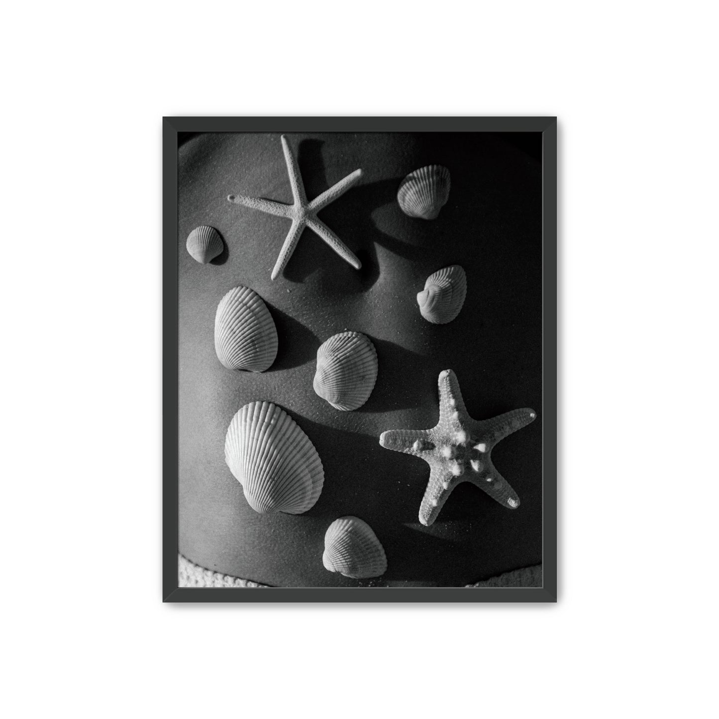 Shell Collector