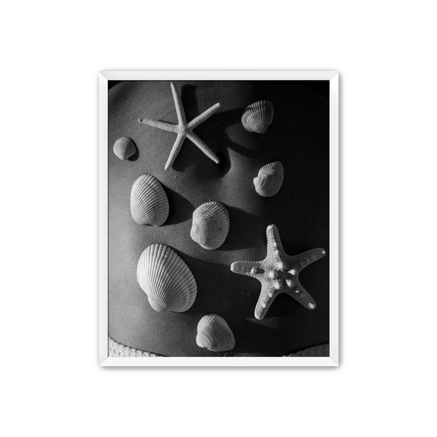 Shell Collector