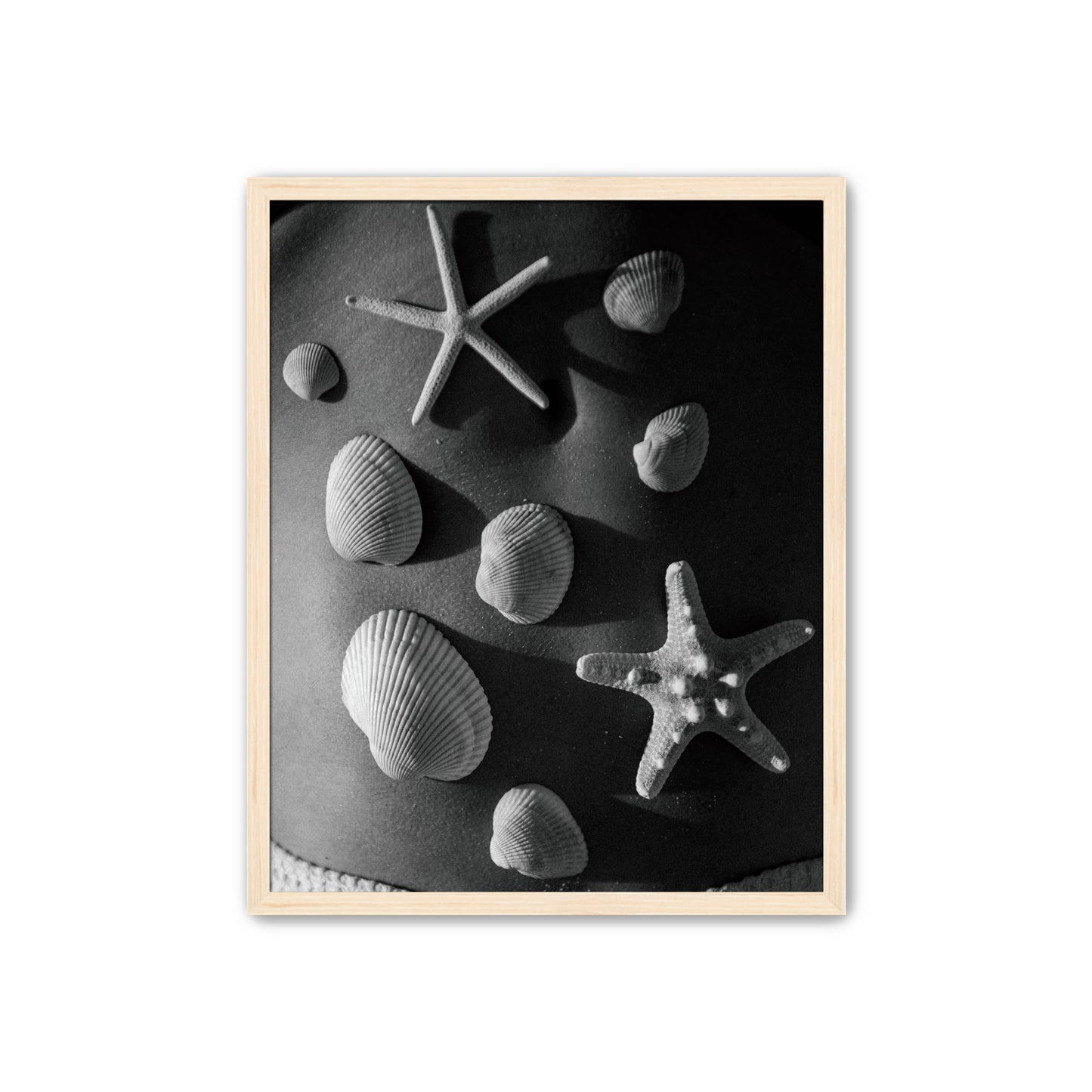 Shell Collector