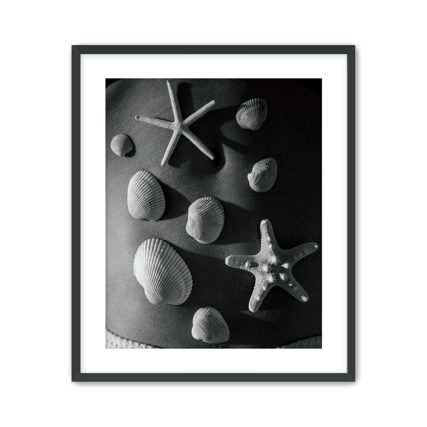 Shell Collector