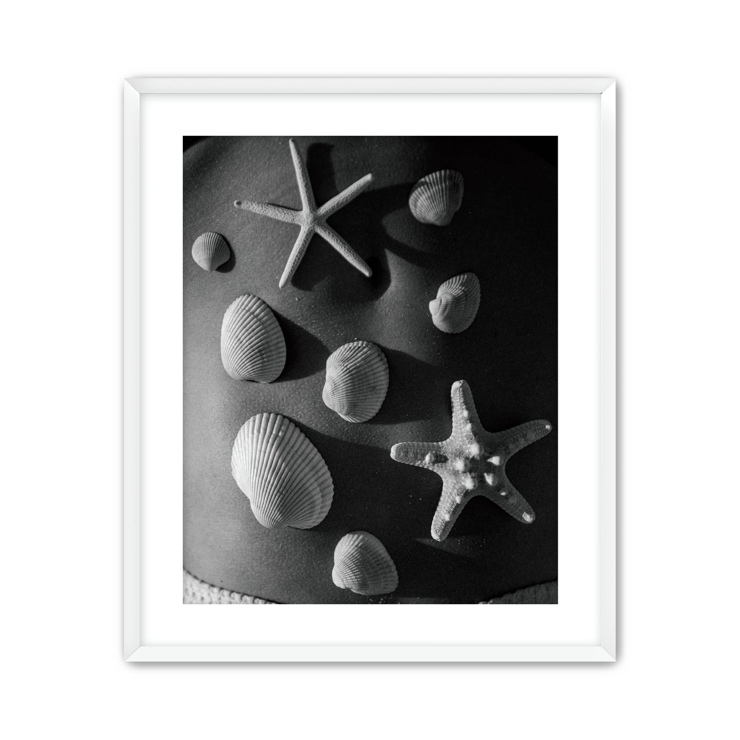 Shell Collector