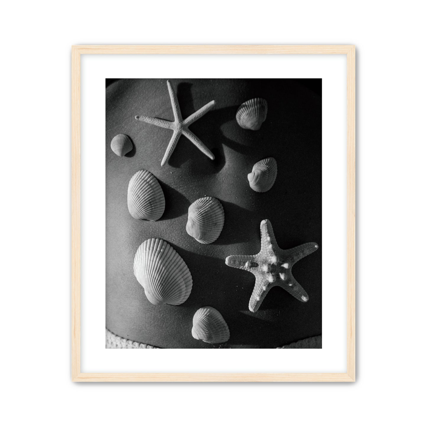 Shell Collector
